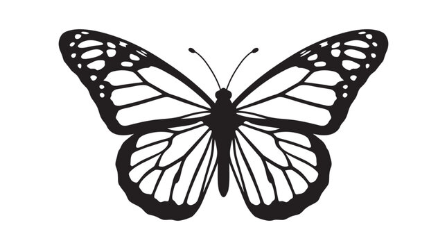 Butterfly Silhouette Against A White Background insect