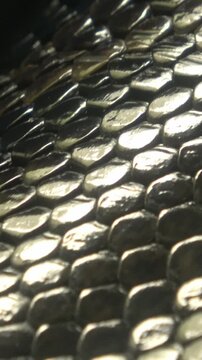 Vertical, super closeup shot of the living Burmese python skin, beautiful texture.	