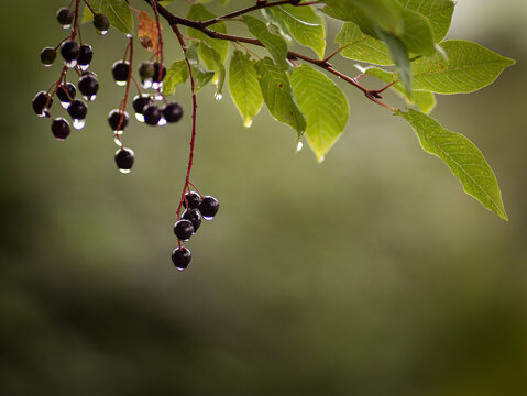Bird cherry berries with raindrops hanging from a branch after rainfall.