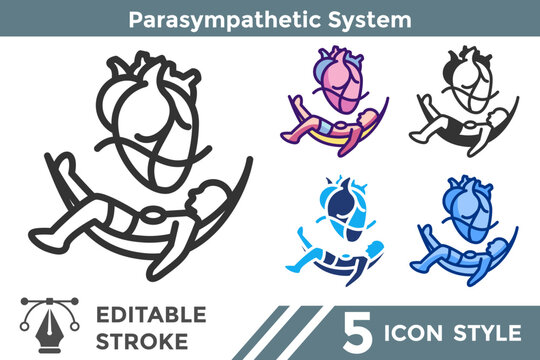 Parasympathetic System