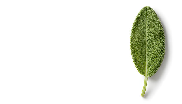 isolated fresh herbal sage leaf on pure white background with large copy space, top view botanical stock photo, single fresh herbal sage leaf with detailed veins and texture on white background