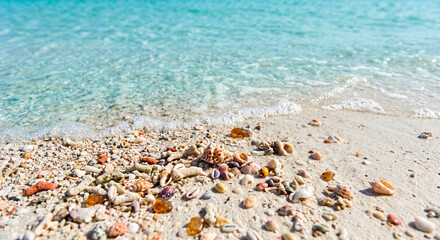 Obraz premium Orilla de playa tropical con arena blanca, variedad de conchas marinas y agua turquesa cristalina.
