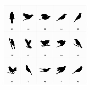 Songbirds Silhouettes Vector Collection Set Perched Flying and Singing
