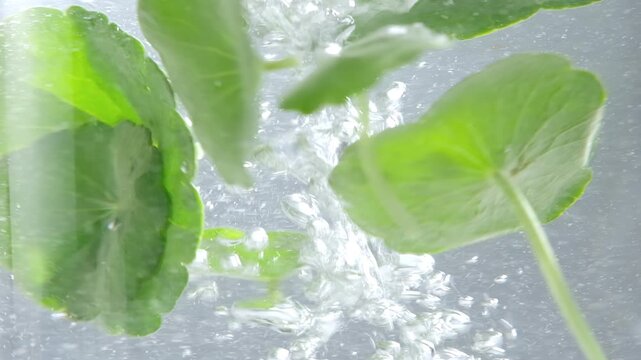 Close-up of fresh Centella Asiatica rotating underwater with flowing bubbles, highlighting natural texture, hydration, purity, and botanical freshness for skincare research.