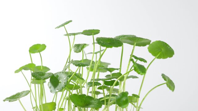 360-degree rotation of fresh Centella Asiatica (Gotu Kola) on a white background, highlighting vibrant leaves, natural texture, and botanical beauty for skincare and herbal use.