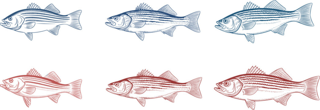 Set of six striped bass fish vector illustrations in vintage woodcut engraving style isolated on white background