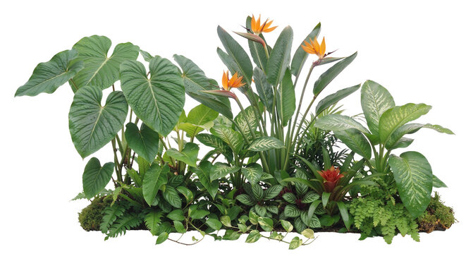 tropical plants on a transparent background	