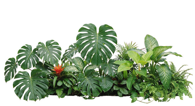 tropical plants on a transparent background	