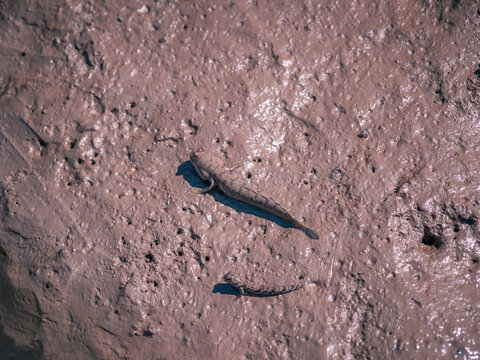 Two Mud Skippers on the Mud