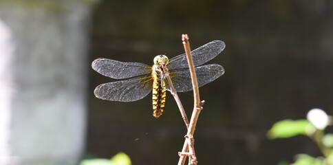 日本　枝にとまるハラビロトンボ © 66331