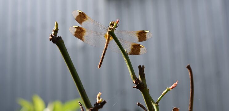 日本、枝にとまるミヤマアカネ