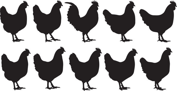 Ten Chicken Silhouettes Standing in a Row with White Background