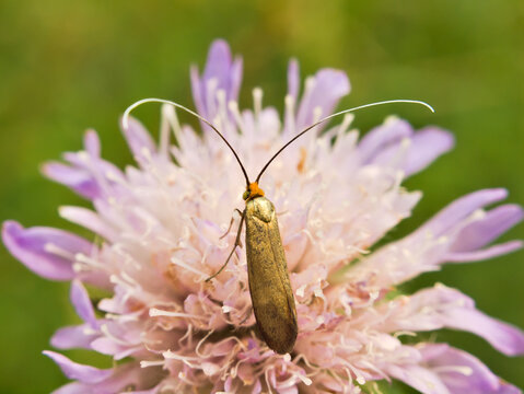 fairy longhorn moth
