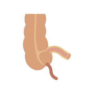 Anatomical Illustration Showing the Human Appendix Attached to the Large Intestine