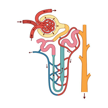 Anatomical Diagram of a Kidney Nephron Showing Renal Filtration and Tubular Reabsorption Processes