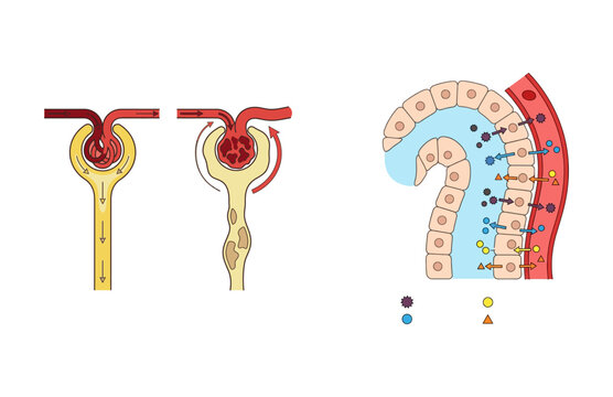 Medical Illustration of Renal Glomerular Filtration and Tubular Reabsorption Processes