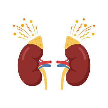 Human Kidney Anatomy with Adrenal Glands Medical Illustration