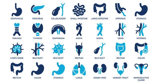 Human internal organs icon set with labeled blue and navy digestive and reproductive anatomy symbols