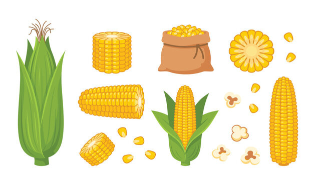 Corn cob and popcorn cartoon vector illustration set. Yellow maize, green husk, grain sack, sliced piece, kernels, agriculture harvest, organic food and sweetcorn elements.