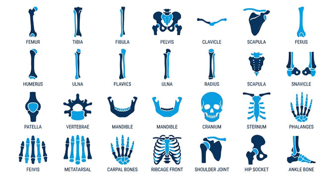 Bones anatomy icons set with femur tibia fibula pelvis clavicle scapula radius mandible skull illustration