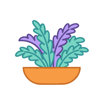 Potted Plant with Purple and Teal Leaves