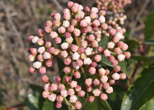 Viburnum tinus closeup in the garden, Lombardy, Italy