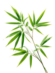 Fototapeta premium Bamboo Leaf Branch Isolated on White Background