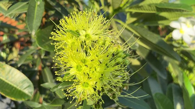Santos Lemon Flower, also known as Golden Penda (Xanthostemon chrysanthus), is popular as an ornamental shrub featuring bright yellow flowers that are frequently swarmed by nectar-seeking bees.