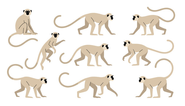 Langur monkey flat vector cartoon illustration set. Exotic ape, macaque, wildlife animal, nature safari, tail, primate, mammal, walking, sitting and jumping poses.