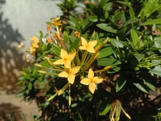 Obraz premium Close Up Of Bright Yellow Ixora Flowers With Green Leaves In Garden