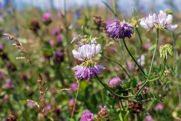 Fototapeta premium Purple crown vetch (Securigera varia) in bloom, field flowers. Sunny summer day, close up view