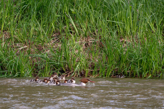 Goosander - Mergus merganser, beautiful large colored duck from European lakes and rivers, Poland.