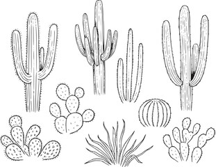 砂漠のサボテンと多肉植物の白黒手描きコレクション © StockMingle