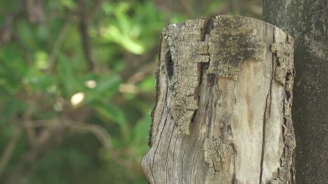 静かな森の中に佇む苔むした古い木の切り株