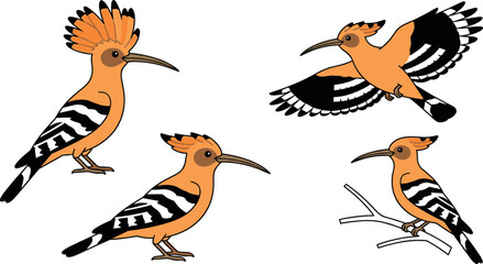Eurasian hoopoe bird cartoon vector set showing different poses flying standing perched on branch isolated on white background © MstAirin