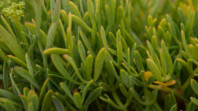 Crithmum maritimum Fresh Growth Close-Up &mdash; Rock Samphire Young Lime-Green Succulent Shoots, Atlantic Coastal Flora, Portugal