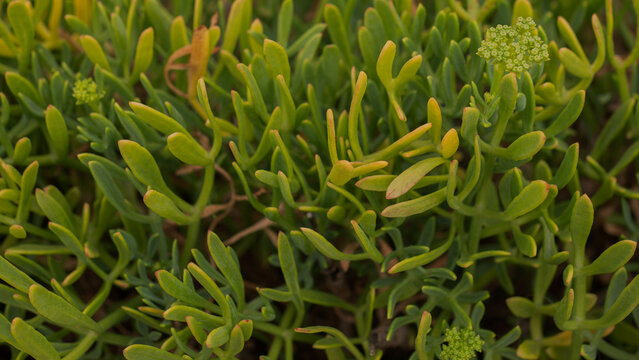Crithmum maritimum Fresh Growth Close-Up &mdash; Rock Samphire Young Lime-Green Succulent Shoots, Atlantic Coastal Flora, Portugal