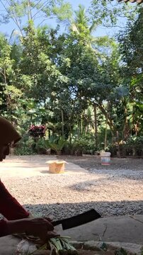A silhouette of a village woman manually cutting Odot grass (Pennisetum purpureum) for goat feed using a machete