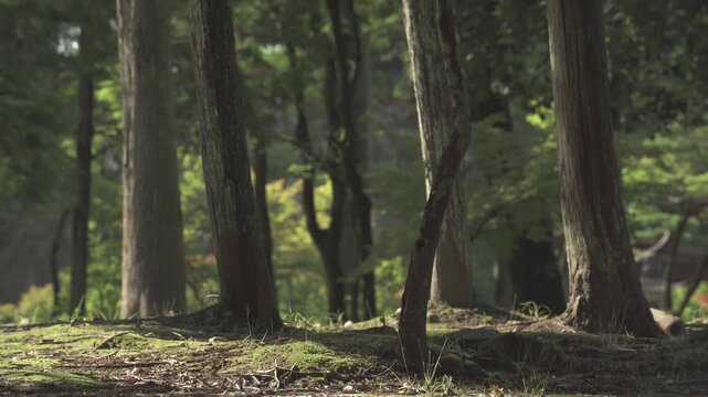 木漏れ日が差し込む美しい苔むした森の地面と木立