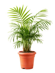 Fototapeta premium Small Palm Tree in Pot Isolated on White Background