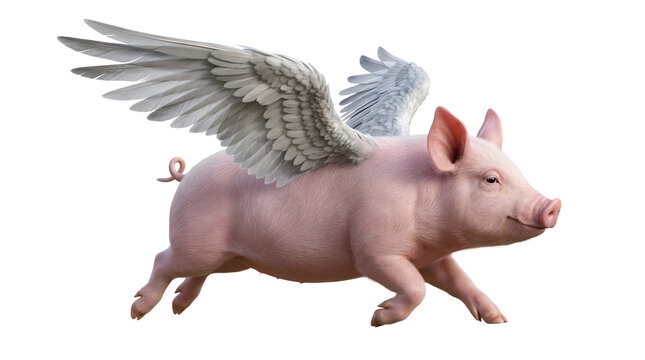 Flying pig with white bird wings running isolated on white background