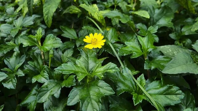 Sphagneticola trilobata, commonly known as the Bay Biscayne creeping-oxeye, merigold Singapore daisy, creeping-oxeye, trailing daisy, and wedelia,is a plant in the tribe Heliantheae, family Asteraceae