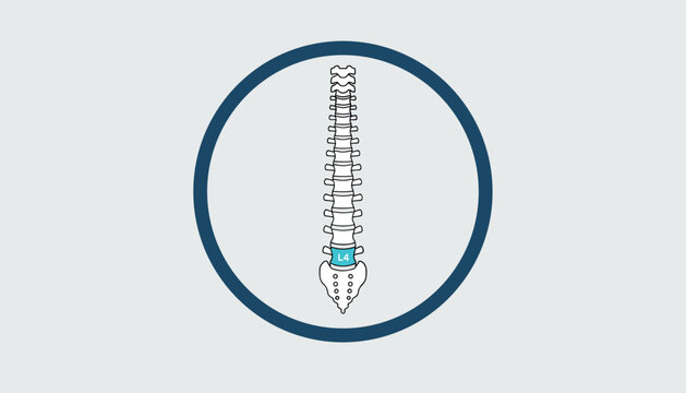 Spine illustration inside a circular frame highlighting the L4 lumbar vertebra in light blue for medical study.