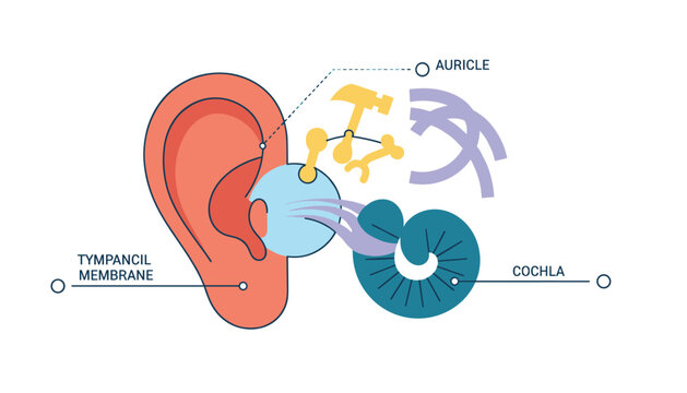 Schematic anatomical diagram of the human ear detailing the auricle, tympanic membrane, ossicles, and cochlea.