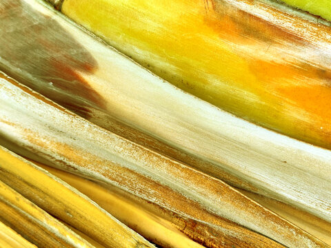 Close up of palm tree bark texture, natural colorful tropical palm trunck for background