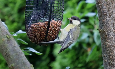 A tit is pecking at peanuts in our feeder. © Aleksei