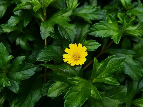 Sphagneticola trilobata, commonly known as the Bay Biscayne creeping-oxeye, merigold Singapore daisy, creeping-oxeye, trailing daisy, and wedelia,is a plant in the tribe Heliantheae, family Asteraceae