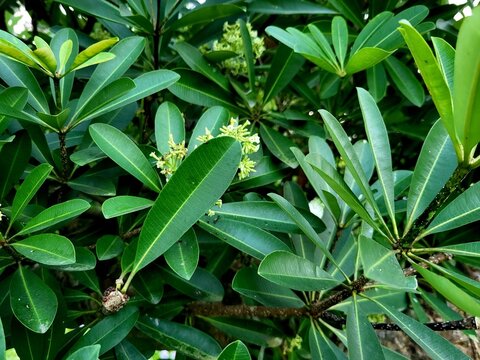 Flower of Alstonia scholaris(ছাতিম, the plant commonly called blackboard tree, scholar tree, milkwood or devil's tree in English,is an evergreen tropical tree in the dogbane family (Apocynaceae)