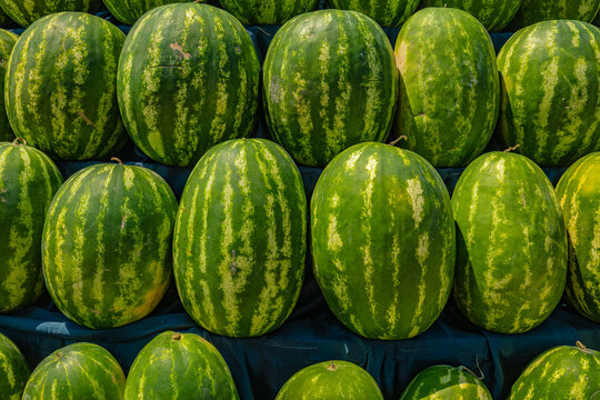 Large collection of fresh ripe green watermelons displayed at traditional Tajik market, summer harvest abundance concept