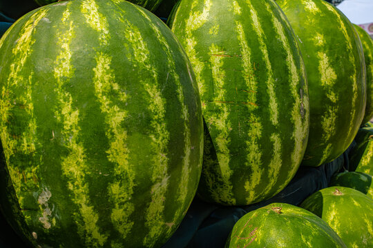 collection of fresh ripe green watermelons
